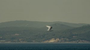 A tranquil view of a seagull flying over a calm sea with mountains in Türkiye, evoking peace and freedom.